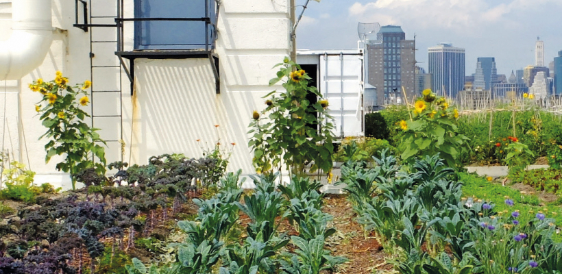 Agriculture urbaine