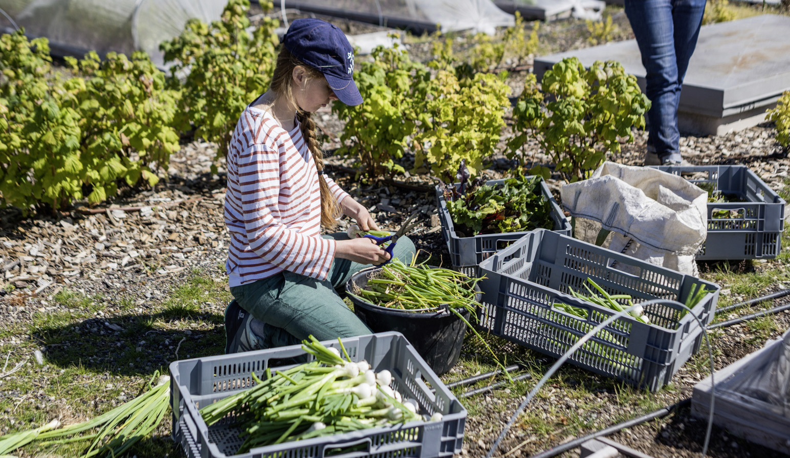 Un cinquantaine de paniers de légumes cultivés sur l'Opéra Bastille sont distribuées vendus chaque semaine. 