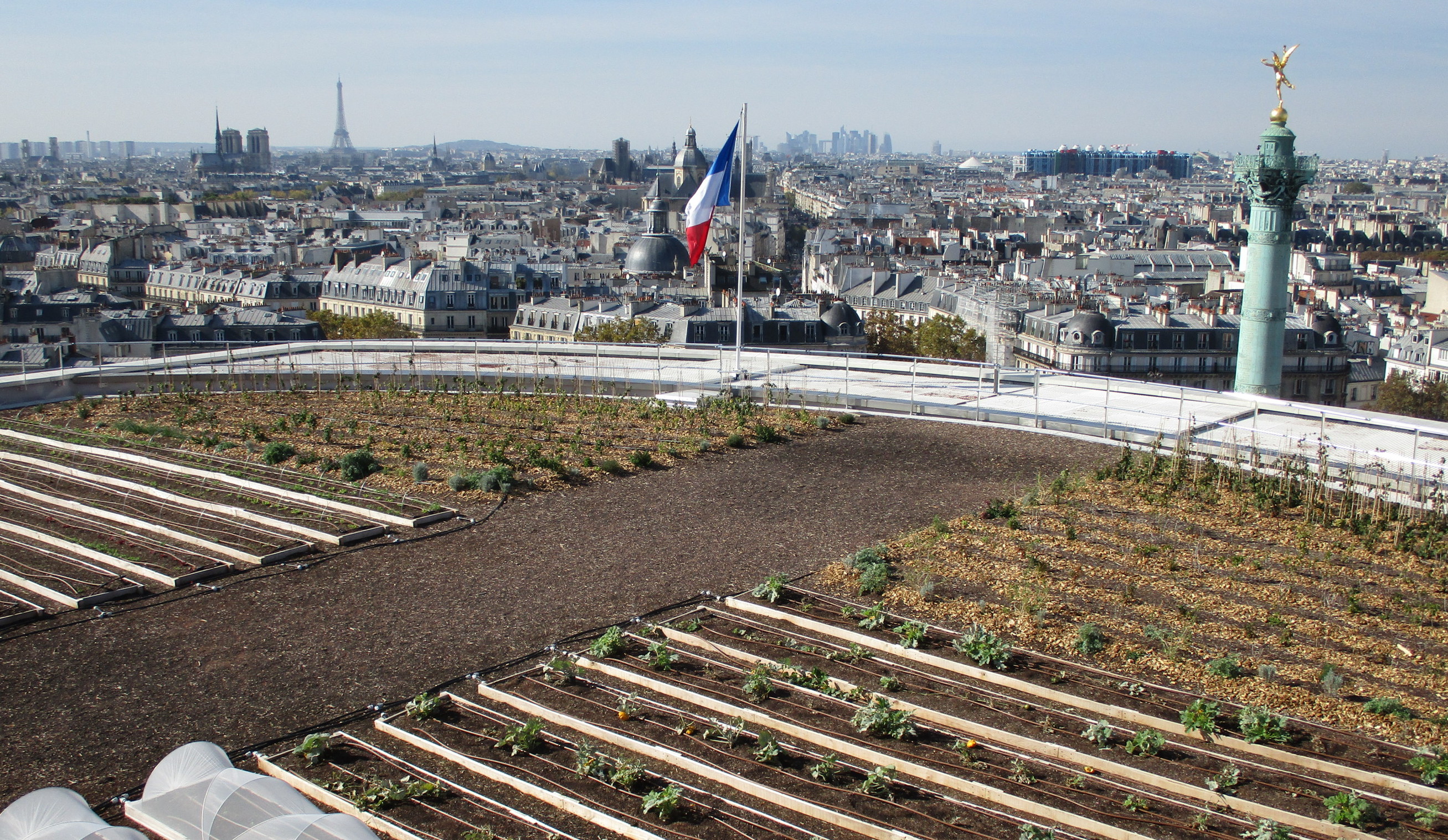 Le potager de l’Opéra Bastille quelques mois après sa mise en route. 