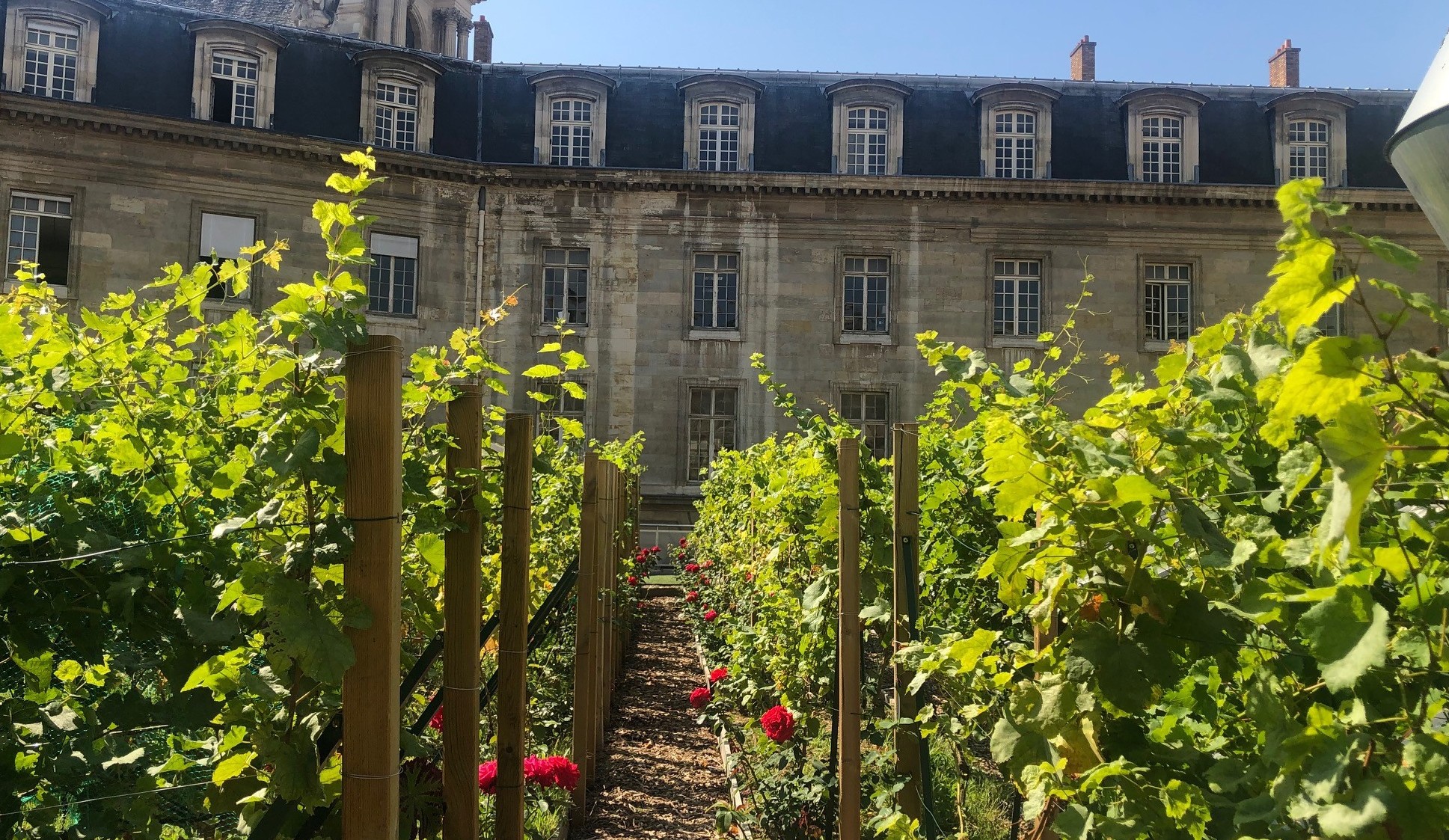 Le potager à l’été 2019 : les plantes se sont bien acclimatées à la configuration du site.