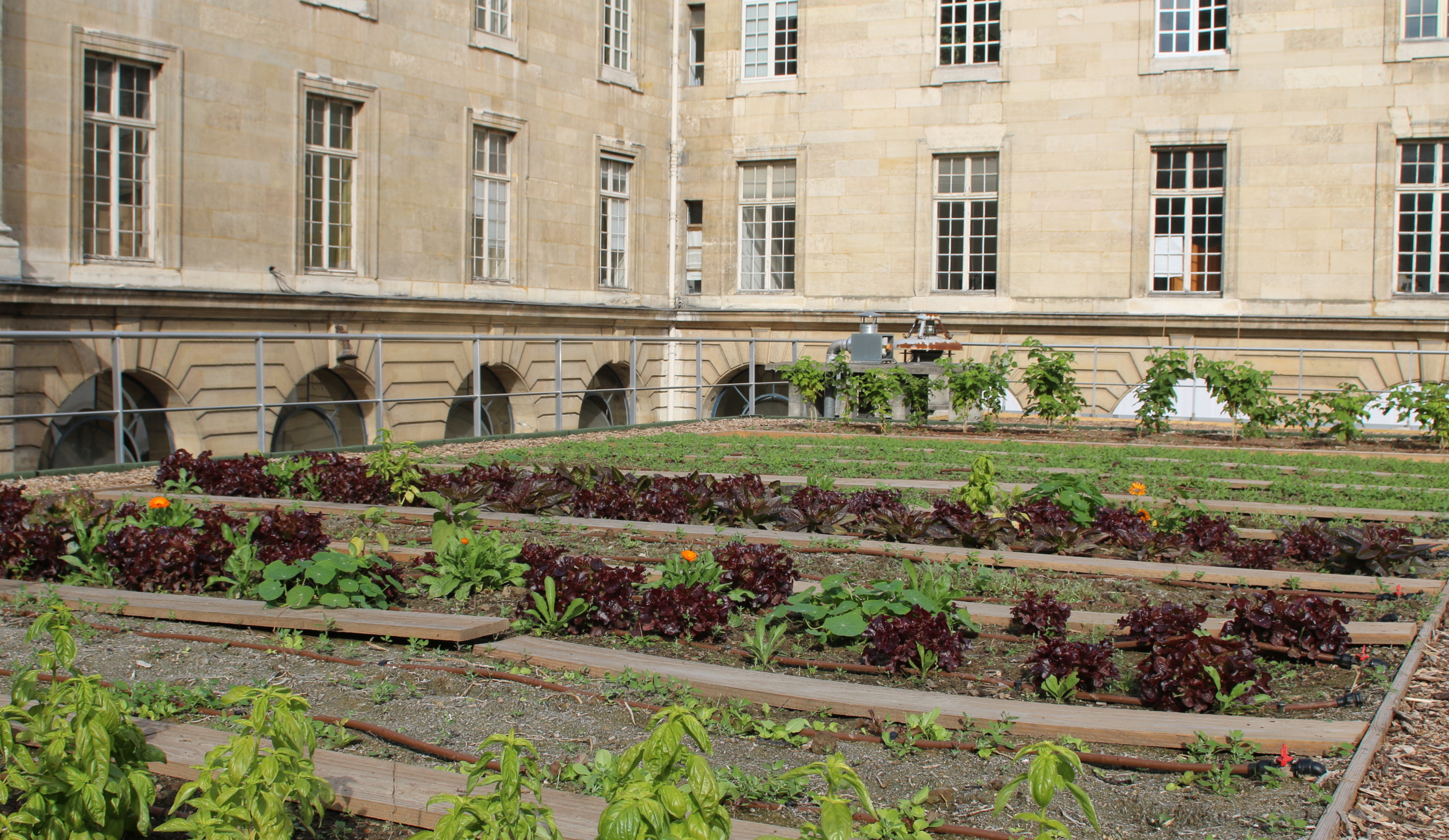 Le potager sur le toit du bâtiment municipal de la rue Lobau lors de son inauguration. 