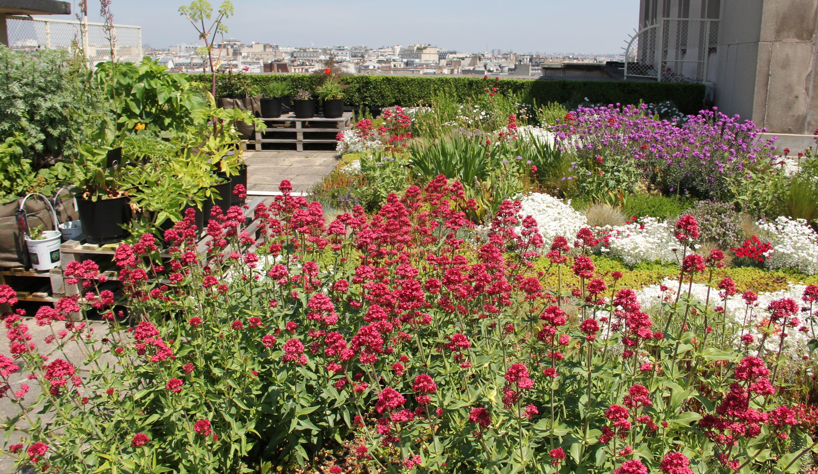 La végétalisation des toitures participe au retour de la nature en ville. 