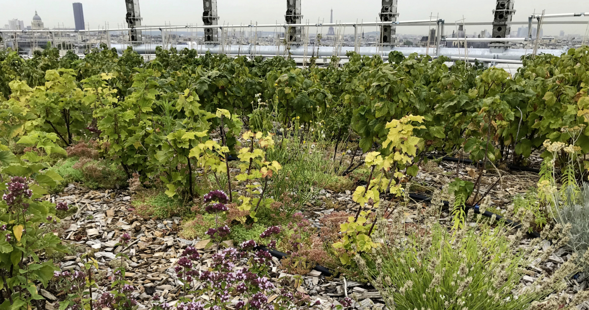 <p>Les quatre services écosystémiques rendus par les toitures végétalisées identifiés par l&amp;#039;Adivet sont : la lutte contre les îlots de chaleur urbains, la gestion des eaux pluviales, la biodiversité et la santé/bien-être. </p>