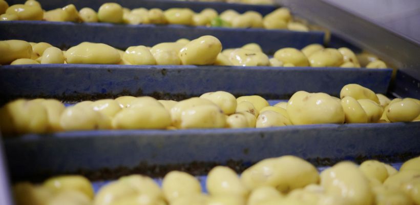 Implanté sur l'ancien site Tereos d'Escaudœuvres, le futur site Agristo doit générer 300 emplois à terme.