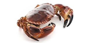 brown crab live 600x300.jpg